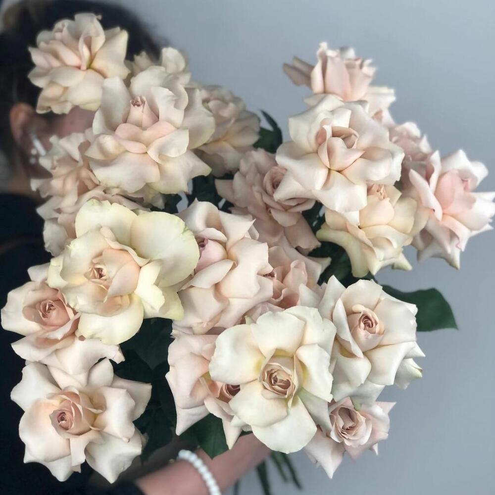 Моно из винтажной, ароматной розы